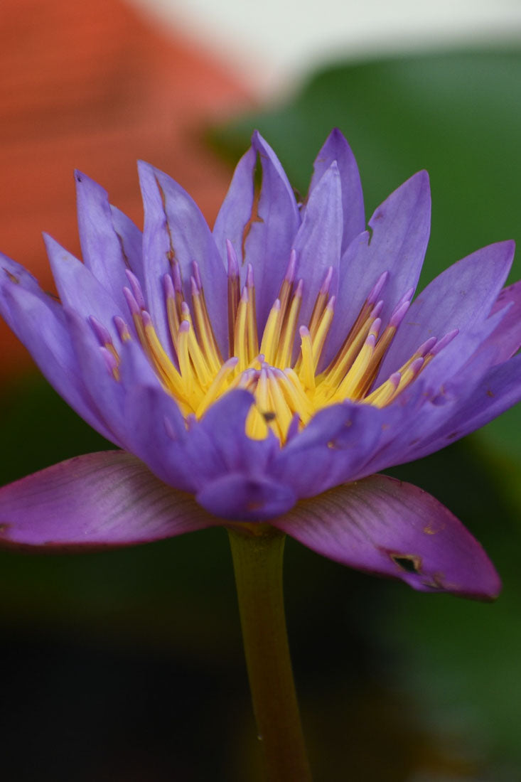 Blue Lotus (Concentrated)